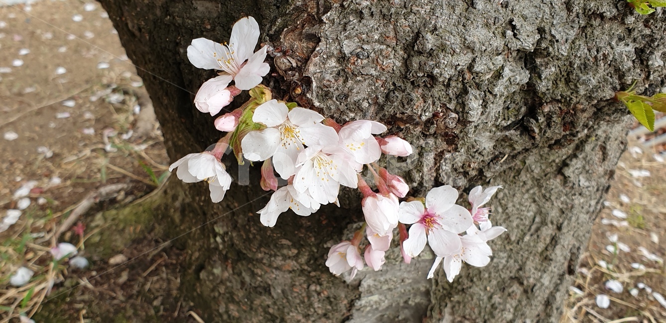 자연,벚꽃,꽃,nature,봄