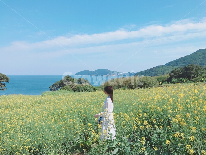 유채꽃,유채꽃여자,여자뒷모습,풍경,여자,유채꽃밭,바다,거제도,여행,자연