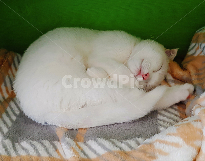 고양이,동물,스코티시폴드,폴드,스코티시,동물,animal,포유류,mammal,고양이,cat,kitten,kitty