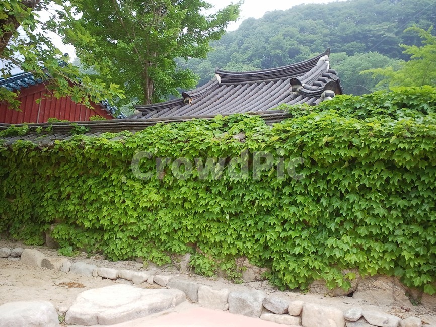 가을,담쟁이,담벼락,autumn,brick,ivy,절,자연,초록,green,nature