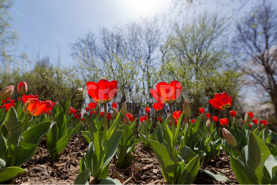 봄,봄꽃,튤립,빨간색꽃,공원나들이,식물,자연,plants,nature,꽃,flower