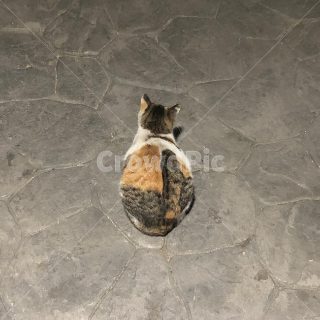 stray cat,cat,back,cat back view