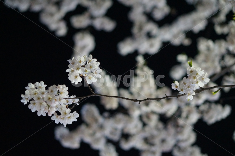 벗꽃,야경,가로등,흰색,빛,밤,봄,계절,spring,season,야경,밤,풍경,nightscape,night,landscape,식물,자연,plants,nature,꽃,flower,plant,blossom