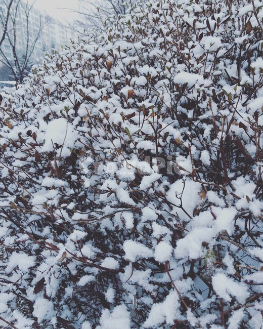 outdoors,옥외,winter,겨울,nature,자연,snow,눈,함박눈
