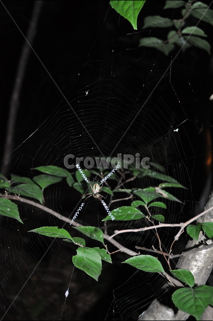 거미,거미줄,자연,곤충,감성사진,동물,animal,곤충,벌레,insect,bug