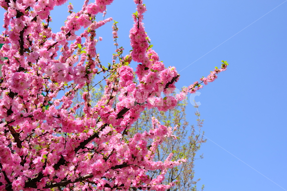 plant,식물,flower,꽃,하늘,sky,자연,nature