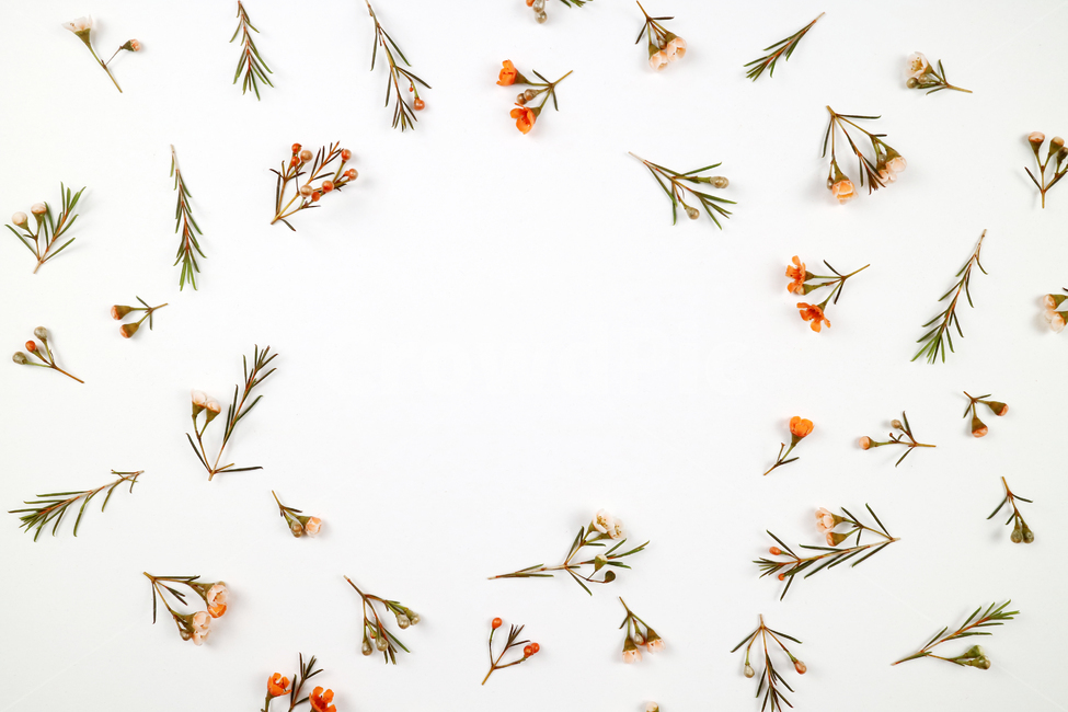꽃,식물,꽃송이,왁스플라워,배경,백그라운드,꽃봉오리,flower,nature,flora,background,꽃,flower