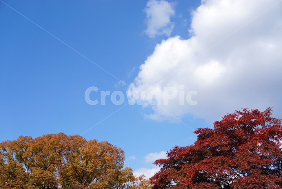 tree,나무,plant,식물,maple,단풍,leaf,잎,가을,하늘,가을,계절,fall,autumn,season