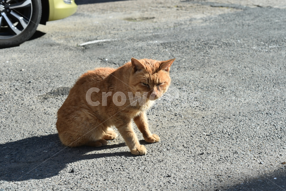 고양이,길고양이,cat,네코,길냥이,동물,animal,포유류,mammal,고양이,cat,kitten,kitty
