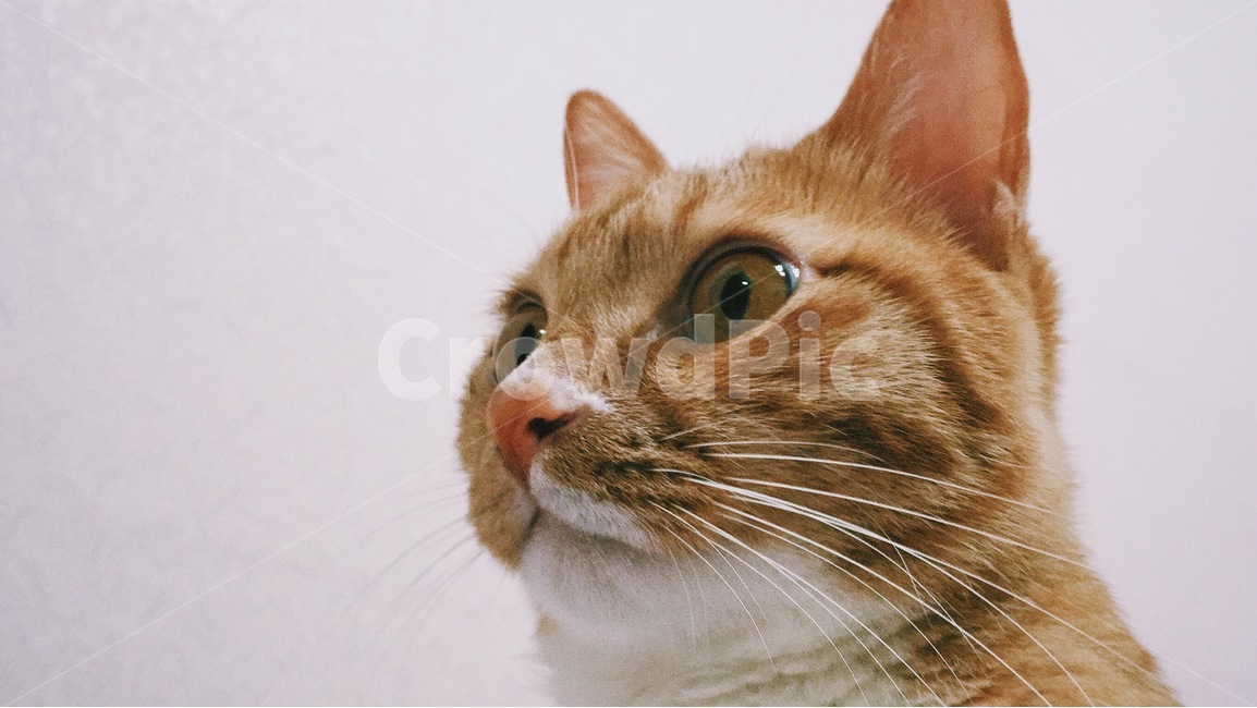 고양이,반려동물,귀여운,궁금함,치즈,표정,cat,kitty,애완동물,cute,animal,curious,cheese,동물,animal,포유류,mammal,고양이,cat,kitten,kitty