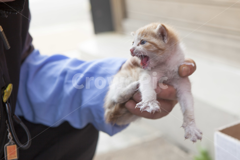 고양이,길고양이,새끼고양이,아기,하악,발톱,으르렁,조그마한,귀여운,놔라,유아,사랑스러운,날카로운,예민한,언짢은,동물,animal,포유류,mammal,고양이,cat,kitten,kitty