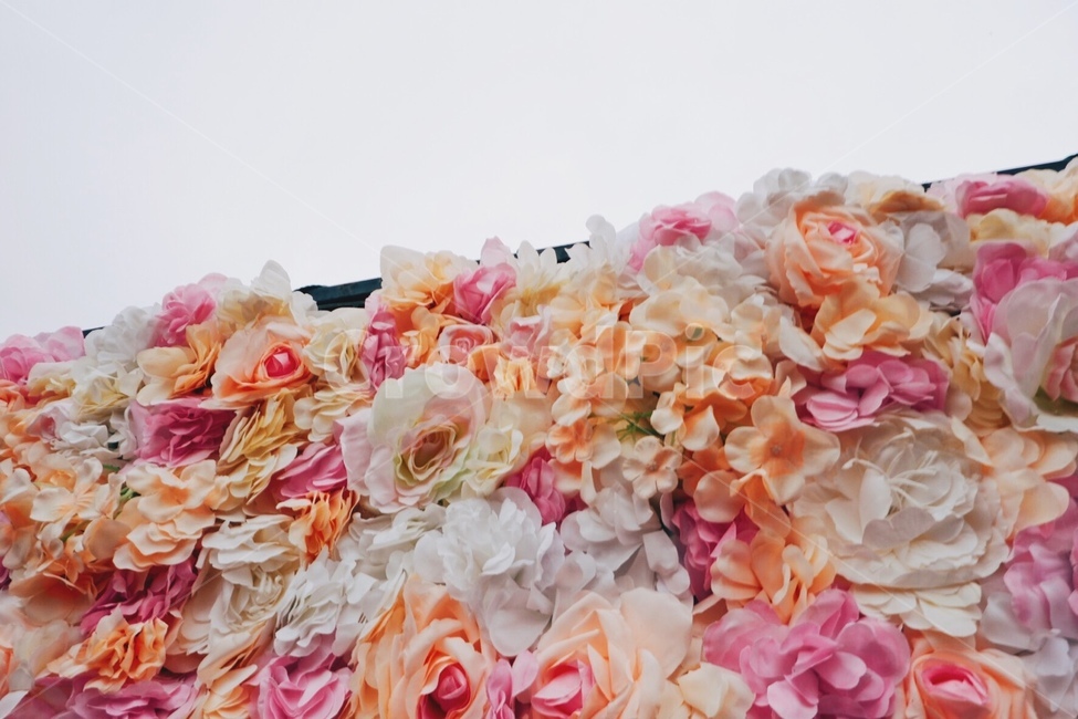 꽃,식물,인테리어,장미,rose,blossom,flower,plant