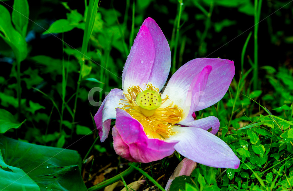 연꽃,연잎,문양,무늬,만개,습지,식물,자연,plants,nature,꽃,flower