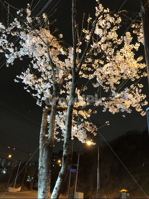 꽃,봄,식물,blossom,flower