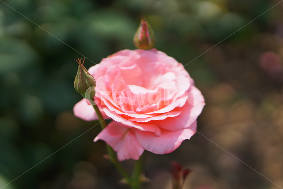 장미,꽃,분홍장미,자연,식물,식물,자연,plants,nature,꽃,flower