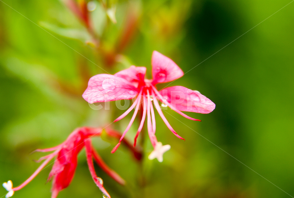 꽃,여름,접사,아름다운,분홍하눌꽃,식물,자연,plants,nature,꽃,flower