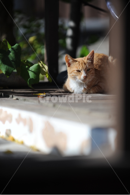 고양이,포유류,동물,애완동물,cat,동물,animal,포유류,mammal,고양이,cat,kitten,kitty