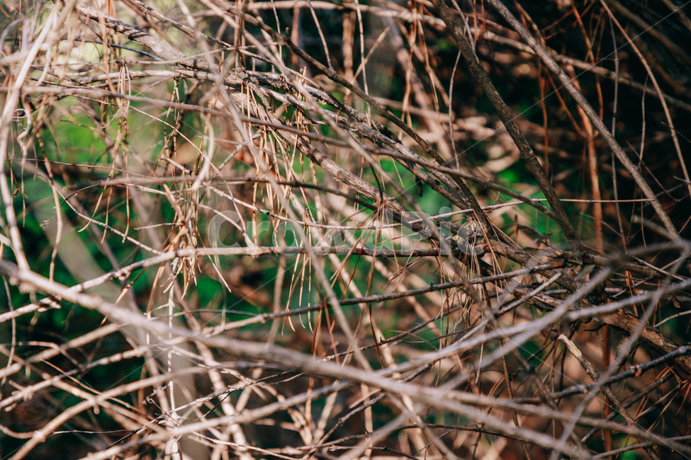 나무가지,나무,자연,갈색,나뭇가지,가지,식물,자연,plants,nature