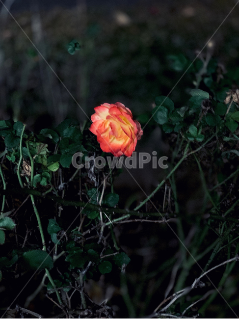 외로움,왕따,식물,꽃,plant,blossom,식물,자연,plants,nature,꽃,flower