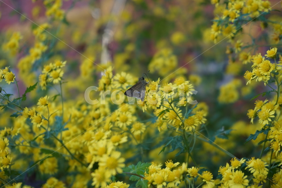 꽃,노란꽃,나비,근접,자연물,봄,계절,spring,season