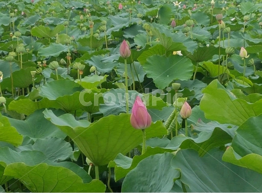 연꽃,식물,꽃,plants,flower,lotus,연잎,lotusleaf,식물,자연,plants,nature,꽃,flower