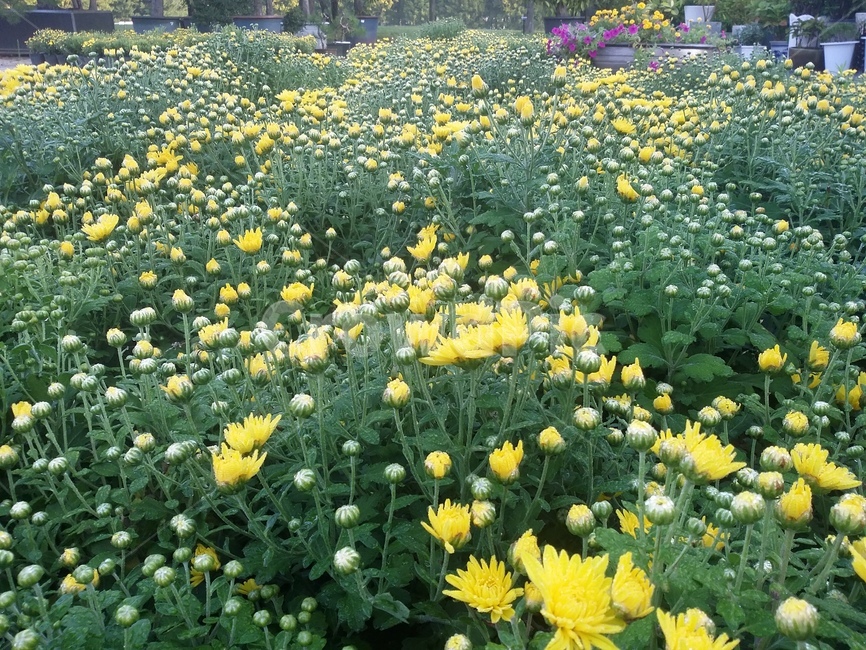 plant,식물,꽃,국화,자연,flower,식물,자연,plants,nature