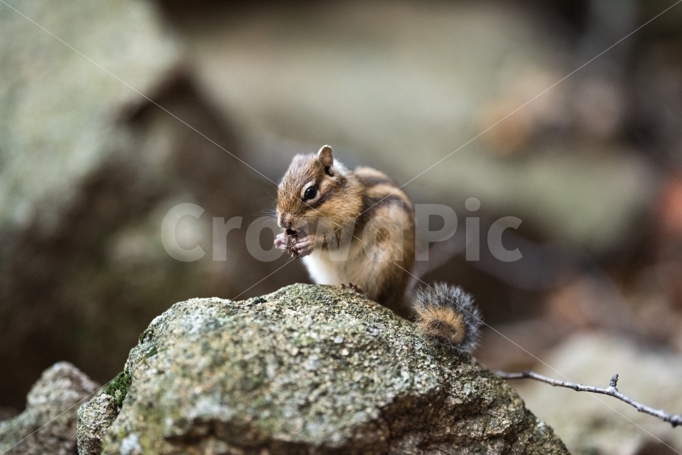 다람쥐,동물사진,동물,다람쥐사진,고화질,동물,animal,포유류,mammal