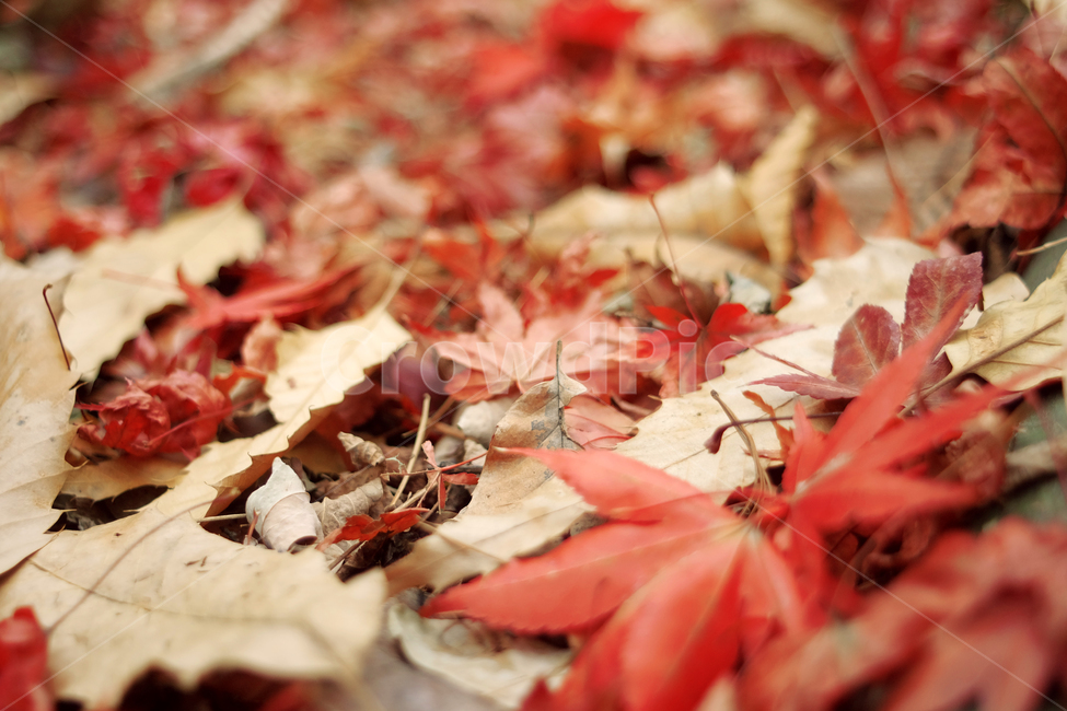 가을,낙엽,단풍,fall,autume,가을,계절,fall,autumn,season,leaf,잎,plant,식물,tree,나무