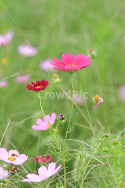 강변,꽃,가을,코스모스,공원,가을,계절,fall,autumn,season,식물,자연,plants,nature,꽃,flower,plant,blossom,petal,꽃잎
