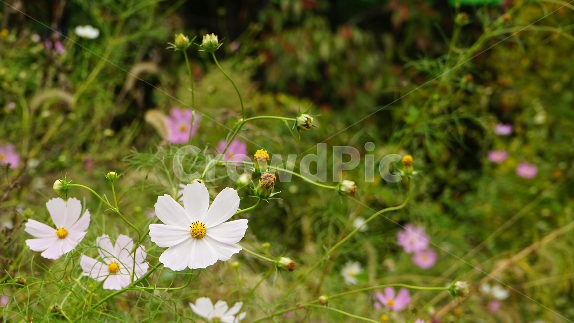 가을,코스모스,전령사,분홍색,cosmos,fall,autumn,white,nature,plants,식물,자연,plants,nature,꽃,flower