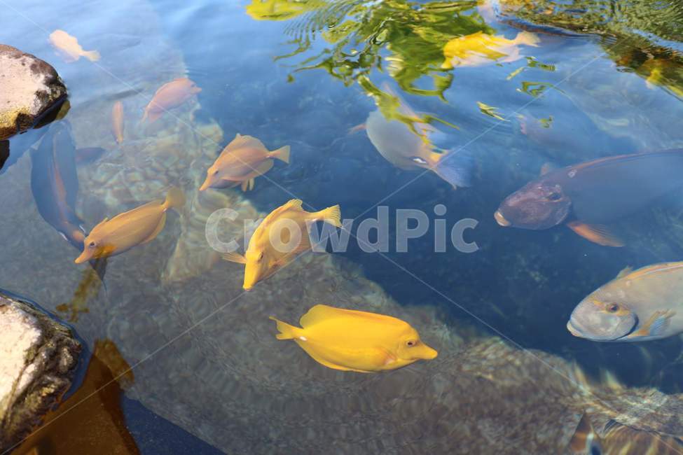 fish,물고기,animal,동물,연못,pond,yellow,노란,노랑색,열대어,tropical,배경,수족관,aquarium