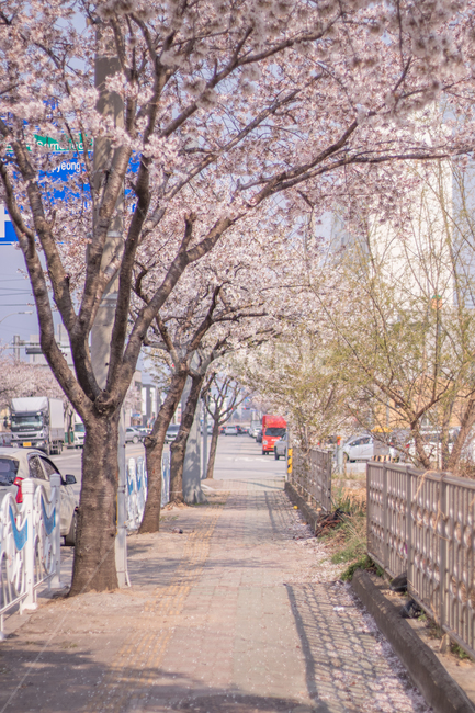 벗꽃,봄,나무,핑크,힐링,봄,계절,spring,season,자연,풍경,nature,landscape,plant,식물
