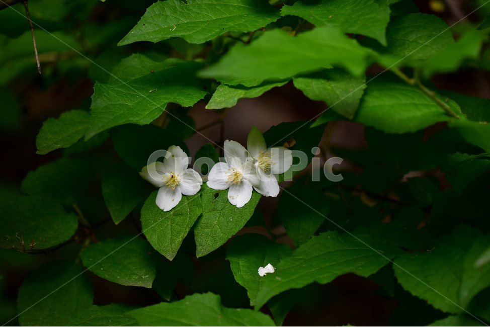 고광나무,야생화,꽃,식물,자연,생태,플라워,flower,plants,nature,식물,자연,plants,nature,꽃,flower