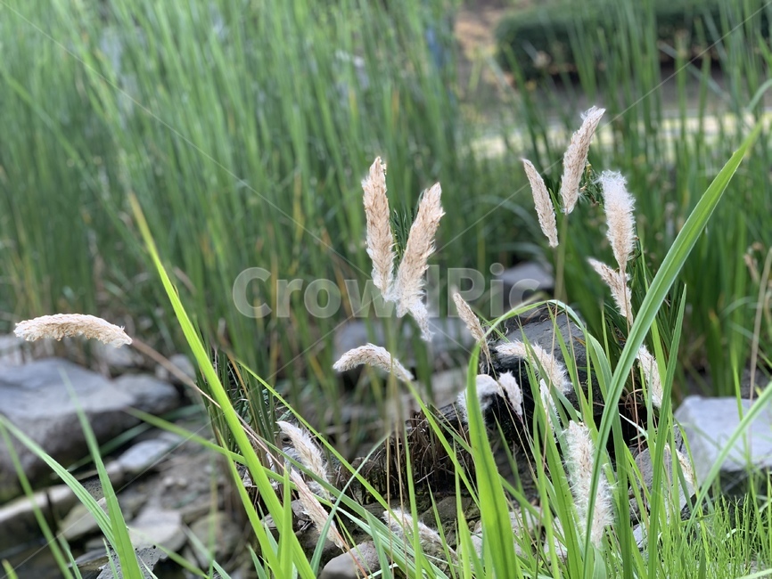 plant,식물,grass,nature,자연,갈대,버들,연못가,pond
