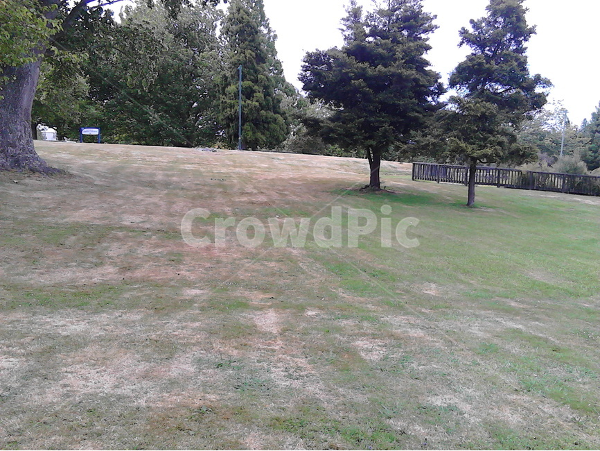 뉴질랜드,도심속공원,숲,자연,잔디밭,휴식,평온,자연,풍경,nature,landscape,grass,잔디,plant,식물,tree,나무