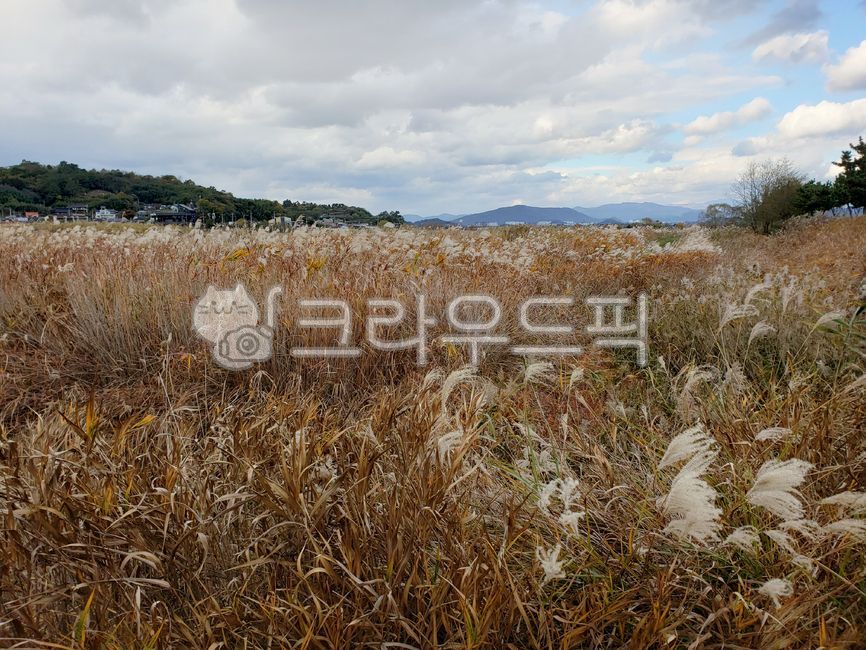 갈대숲, 가을, 가을숲, 갈대습지, 자연, 사진,이미지,일러스트,캘리그라피 - AnotherDay작가