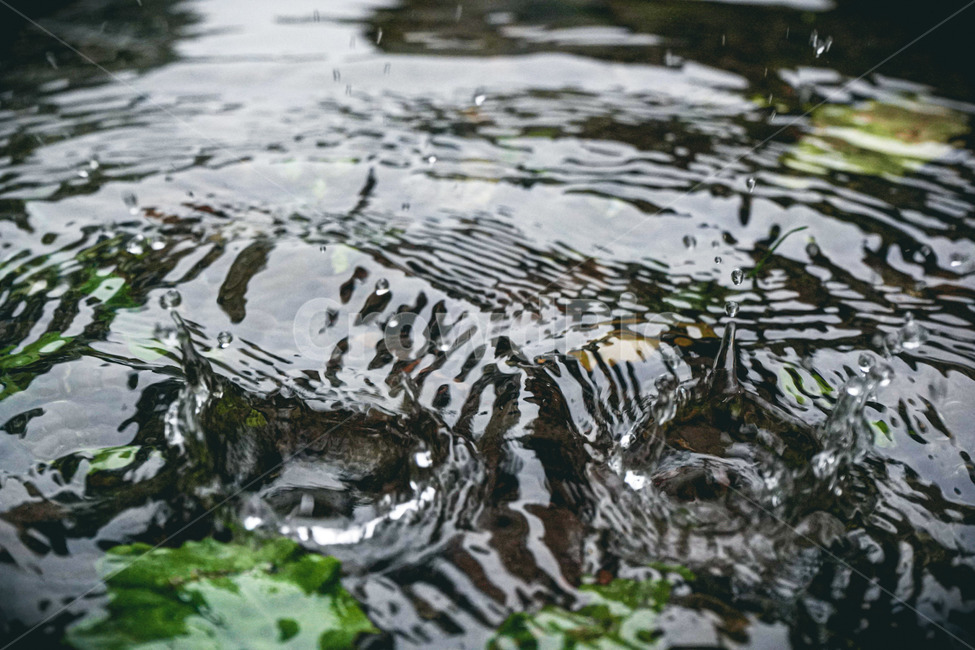 물울덩이,빗방울,비,찰나의순간,추락,자연,풍경,nature,landscape,비,비오는날,rain,rainy,outdoors,옥외,water,물