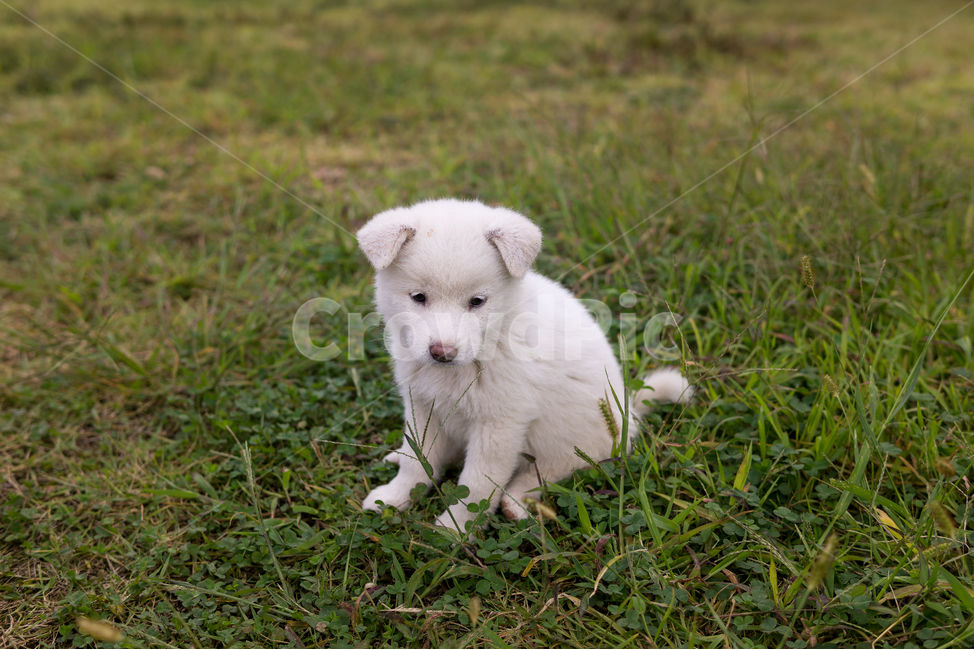 동물,강아지,개,dog,cute,동물,animal,포유류,mammal,개,강아지,dog,doggy