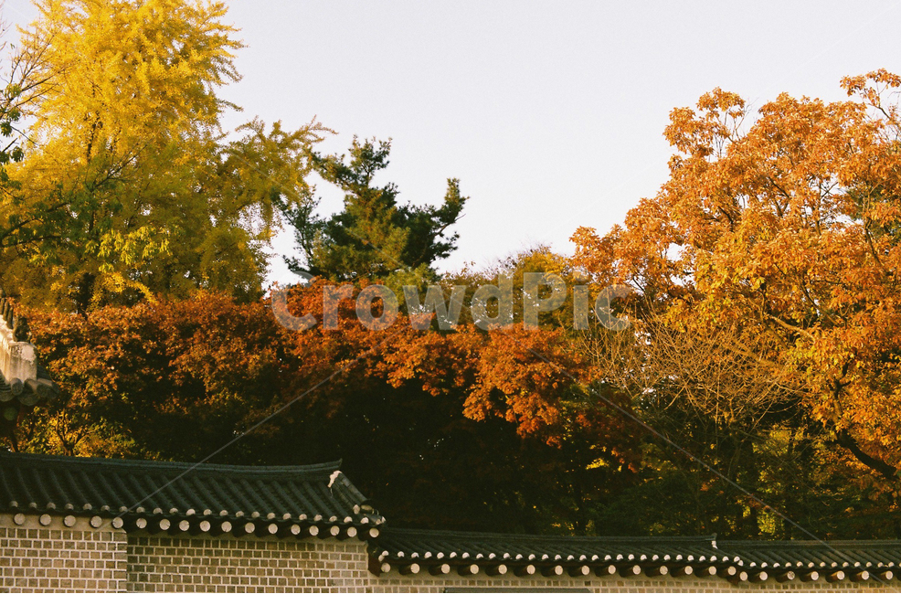 단풍,단풍나무,은행나무,기와,담,가을,계절,필름,필름사진,가을,계절,fall,autumn,season,tree,나무,plant,식물,maple,leaf,잎