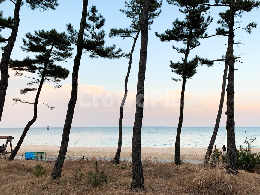바다,해변,풍경,하늘,나무,자연,풍경,nature,landscape,해변,바다,beach,sea,tree,plant,식물