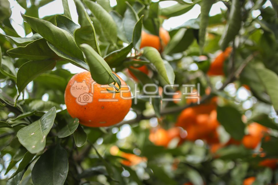 mandarin,citrus fruits,tangerine,fruit,food,tangerines,orange,citrusfruit,plant
