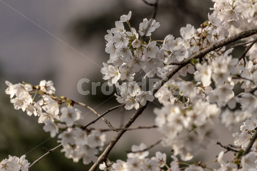 벚꽃,벚꽃나무,벚나무,흰벚꽃,cherryblossoms,봄,계절,spring,season,식물,자연,plants,nature,꽃,flower,plant,blossom
