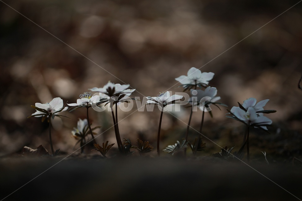 봄꽃,풍도바람꽃,바람꽃,식물,흰꽃,풍도,식물,자연,plants,nature,꽃,flower