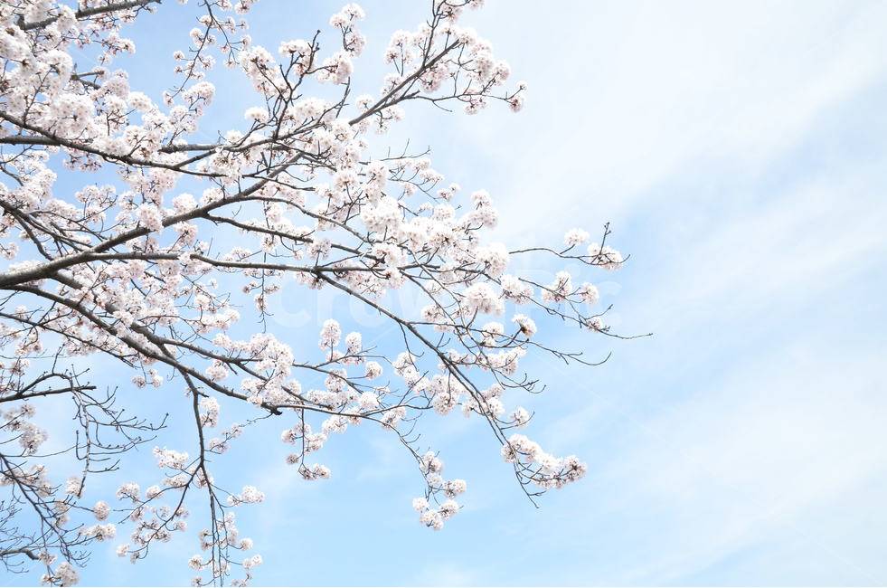 벚꽃,봄,하늘,구름,가지,나무,tree,sky,flower,봄,계절,spring,season,식물,자연,plants,nature,꽃,flower,plant,blossom