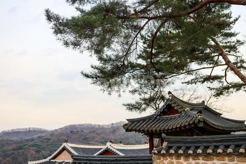 나무,사원,건물,건축물,풍경,신전,한국전통,한국문화,korean traditional,korean culture,건축물,건물외관,exterior,building,structure,architecture,construction