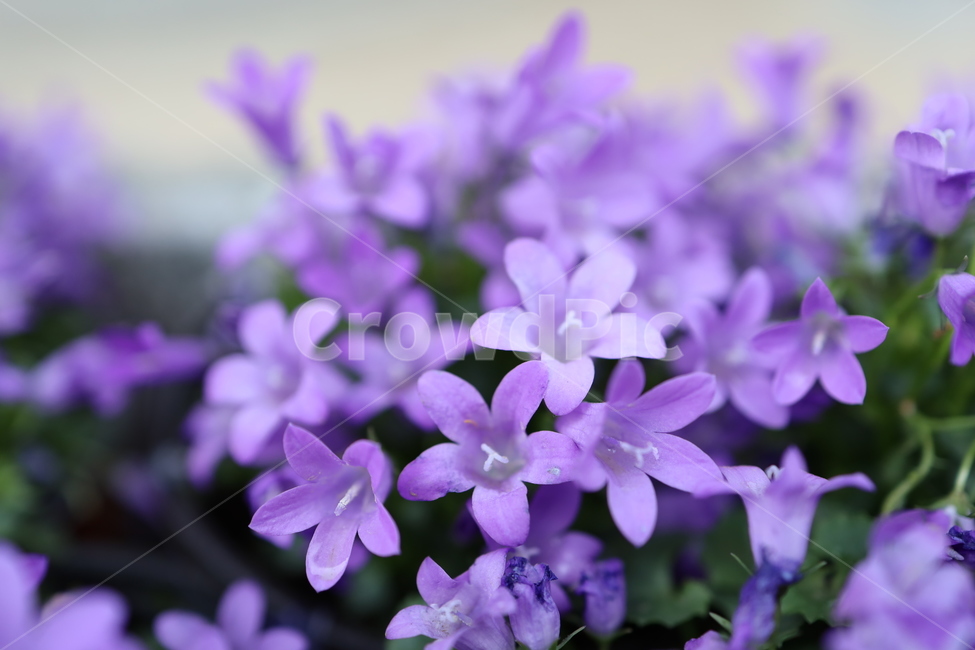 꽃,보라색꽃,flower,자연,purple,귀여운꽃,작은꽃,보라색