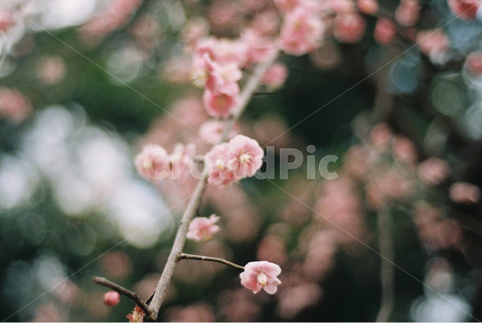봄꽃,벚꽃,겨울꽃,필름사진,감성사진,꽃,봄,봄,계절,spring,season,식물,자연,plants,nature,꽃,flower,plant,blossom,geranium,제라늄