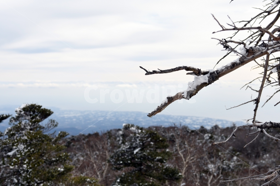 겨울,풍경,한라산,눈,겨울산,눈꽃,제주도,상고대,나무,서리,겨울,계절,winter,season,자연,풍경,nature,landscape,식물,plants,나무,trees,wood,outdoors,옥외,snow