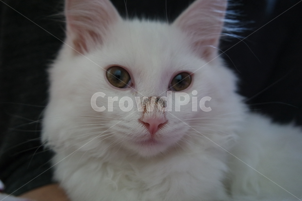 고양이,애완동물,동물,cat,반려묘,동물,animal,포유류,mammal,고양이,cat,kitten,kitty