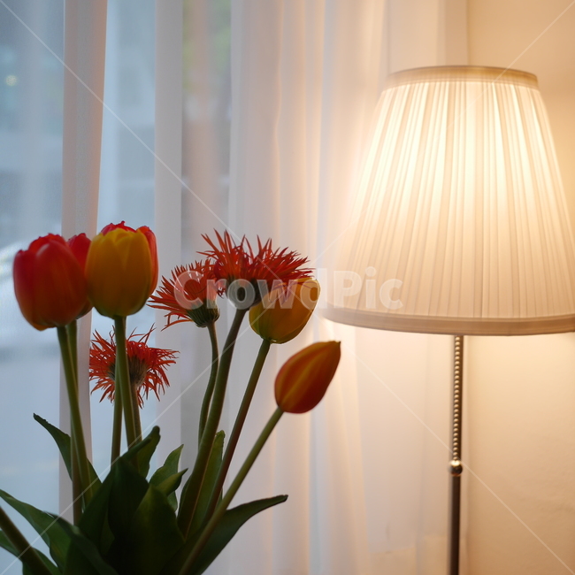 꽃,튤립,조명,인테리어,봄꽃,꽃,flower,인테리어,실내디자인,interior design
